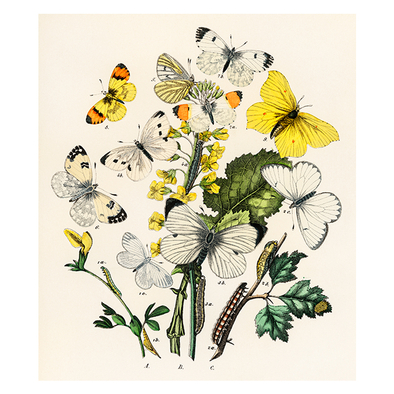 9813_4_5_yellow butterflies Tavla med blommotiv